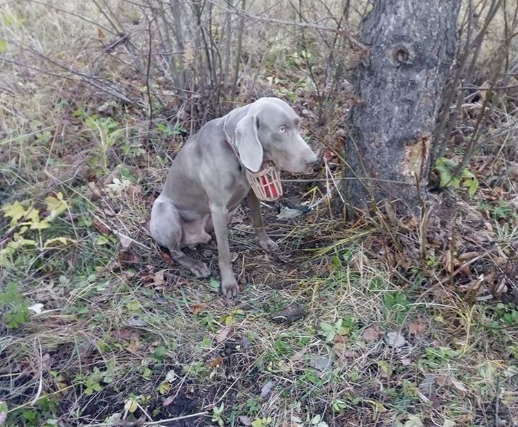 Ktoś przywiązał psa do drzewa, FB / Dariusz Kamiński