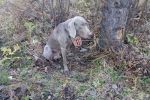 Ktoś przywiązał psa do drzewa, FB / Dariusz Kamiński