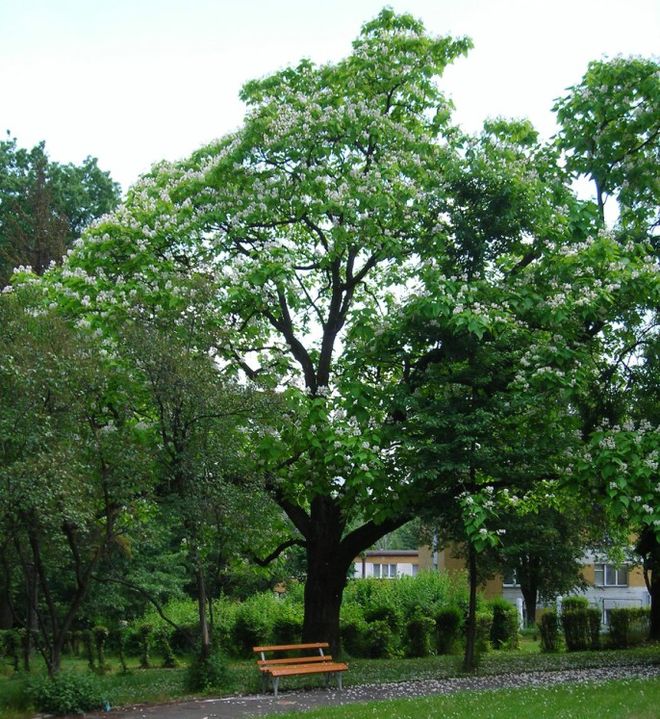 Surmia Gracja z naszego miasta może zostać „Drzewem Roku”, materiały prasowe