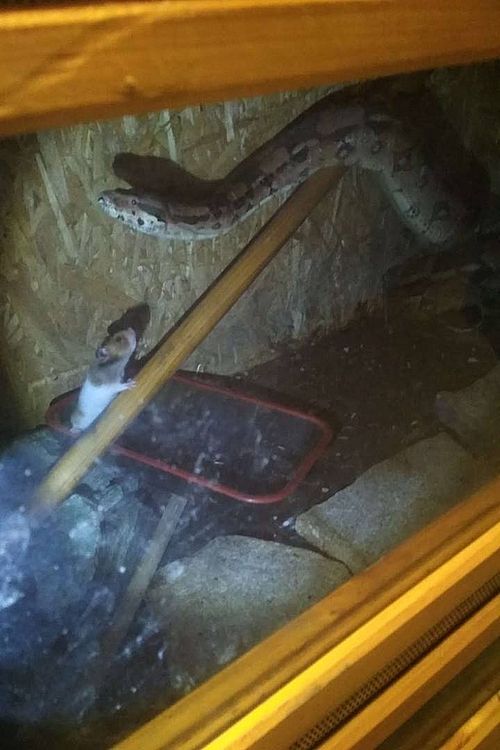 Jastrzębie: 2-metrowy boa dusiciel w piwnicy, źródło: facebook/  Spółdzielnia Mieszkaniowa 