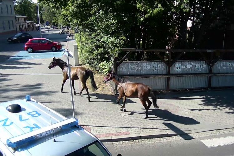 Pędzą konie po betonie na ulicach Jastrzębia. Zwierzęta uciekły z zagrody, straż miejska
