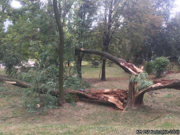 Połamane drzewa i zerwane kable po wczorajszym wietrze, PSP Jastrzębie