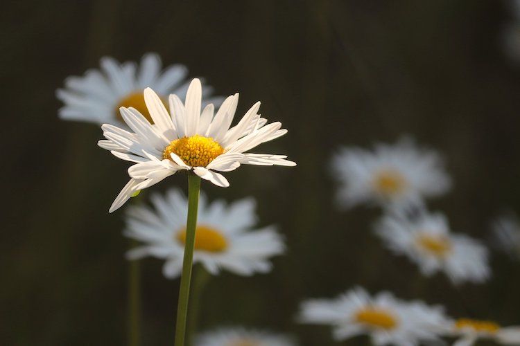 Jastrzębie stawia na łąki kwiatowe, pixabay