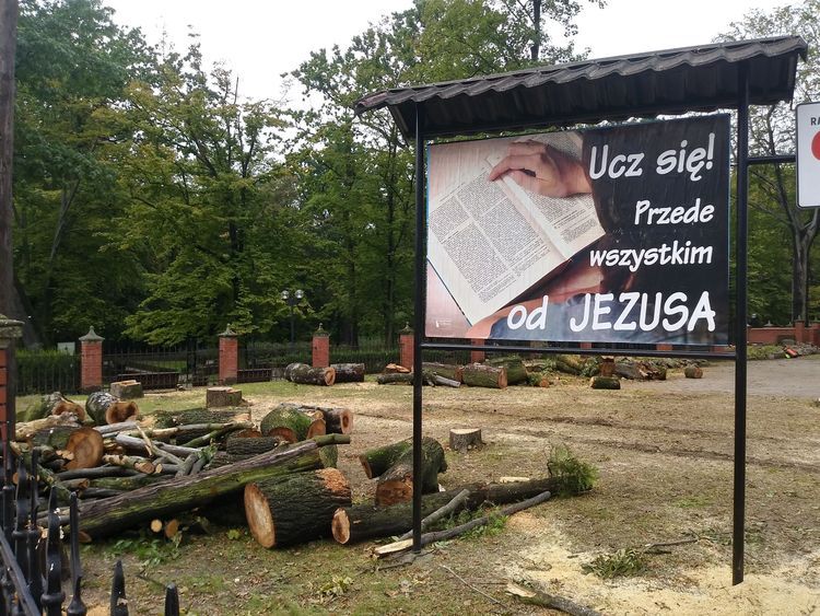 Wycinka drzew przy parafii w Zdroju. „To konieczność”, mat. nadesłany