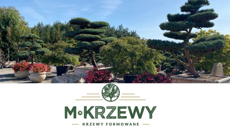 M-Krzewy - unikatowe rośliny w Żorach!, Materiał Partnera