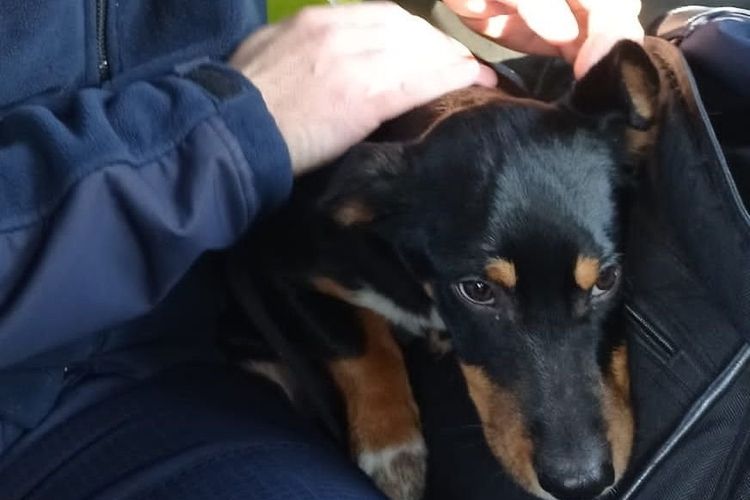 Jastrzębianin ocalił porzuconego psa, KMP Jastrzębie-Zdrój