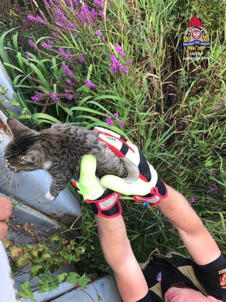 Kot topił się w zbiorniku. Uratowali go jastrzębscy strażacy, PSP Jastrzębie