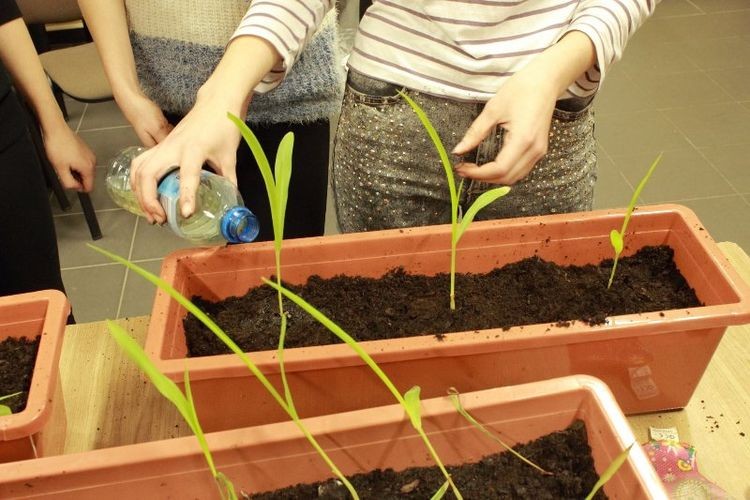 Analitycy „Sobieskiego” badają przydatność roślin do transportu szkodliwych pierwiastków, Karolina Dziekanowska