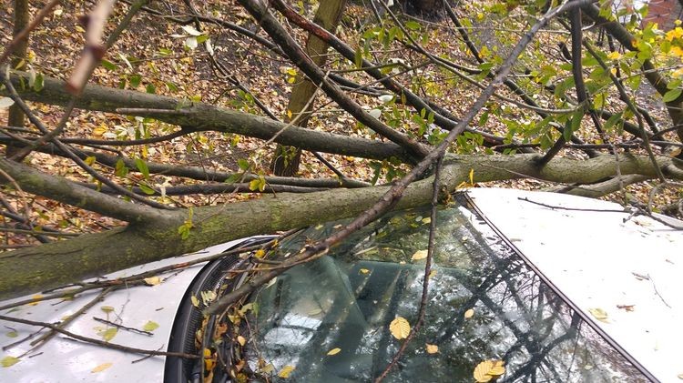 Połamane drzewa, zalane ulice. Orkan Grzegorz sieje spustoszenie, KM PSP w Jastrzębiu-Zdroju