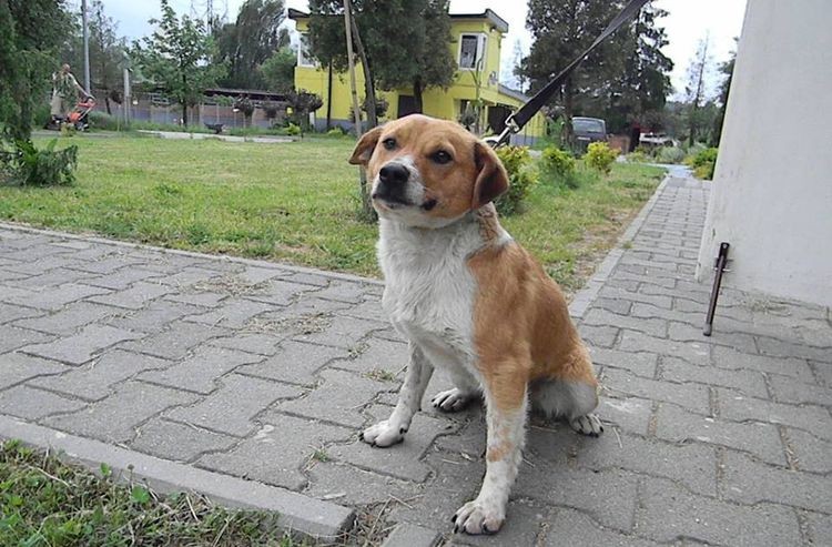 Psy ze schroniska czekają na nowych właścicieli, źródło: Facebook/Schronisko dla zwierząt w Jastrzębiu-Zdroju
