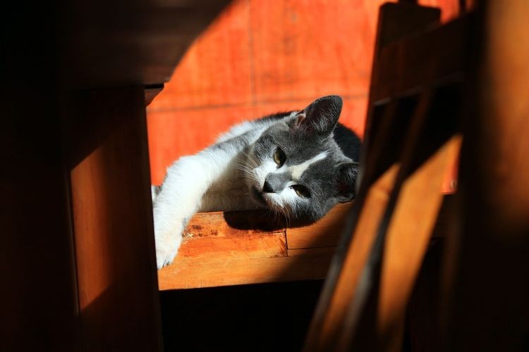 Bezpańskie koty zamieszkają w ocieplanych domkach, źródło: Pixabay