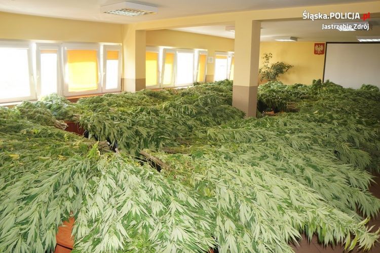 W Bziu zlikwidowano ogromną plantację marihuany. Największe krzewy miały ponad 2 metry, KMP w Jastrzębiu-Zdroju
