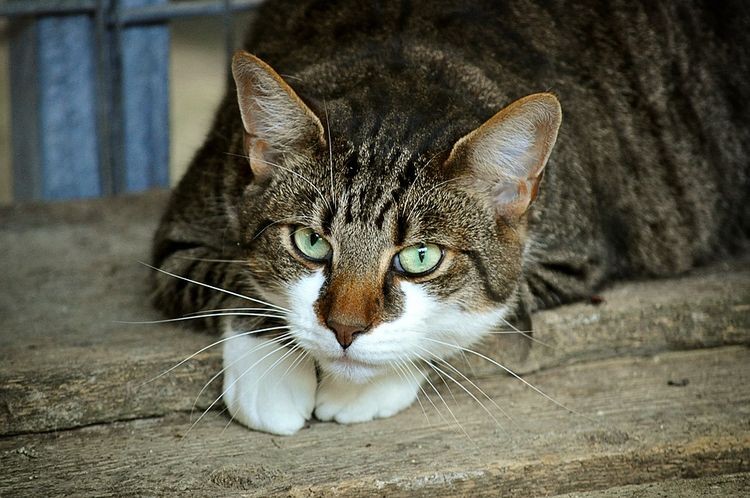 W schronisku dla zwierząt powstanie strefa dla bezdomnych kotów, pixabay.com.pl