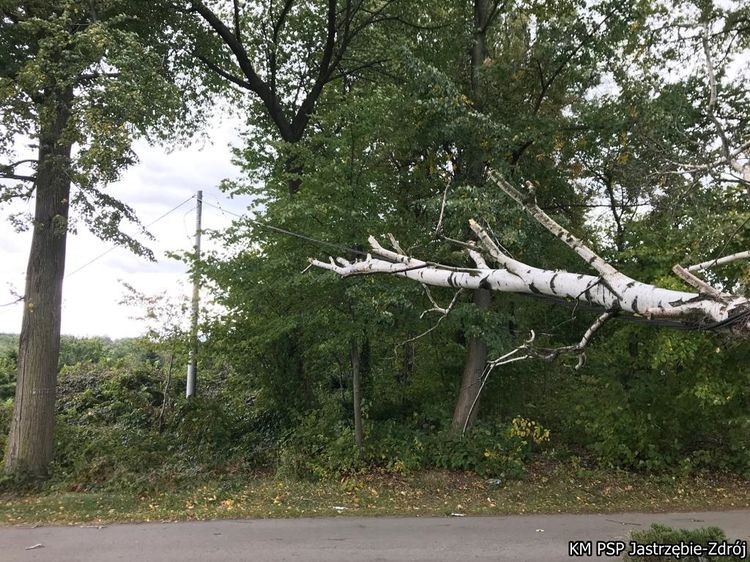 Połamane drzewa i zerwane kable po wczorajszym wietrze, PSP Jastrzębie