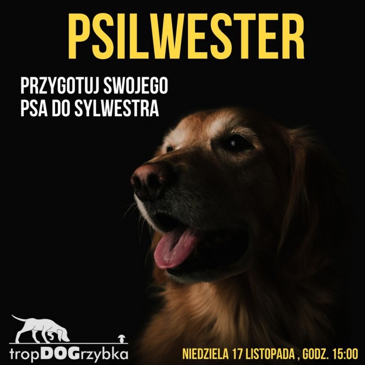 Jutro psim parku pokażą, jak przygotować psa do Sylwestra, Fot. jastrzebie.pl