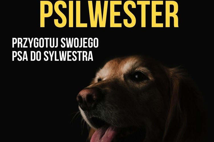 Jutro psim parku pokażą, jak przygotować psa do Sylwestra, Fot. jastrzebie.pl