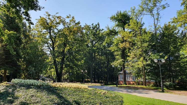 Park Zdrojowy: zakończyły się prace pielęgnacyjne 300 drzew, mat. prasowe