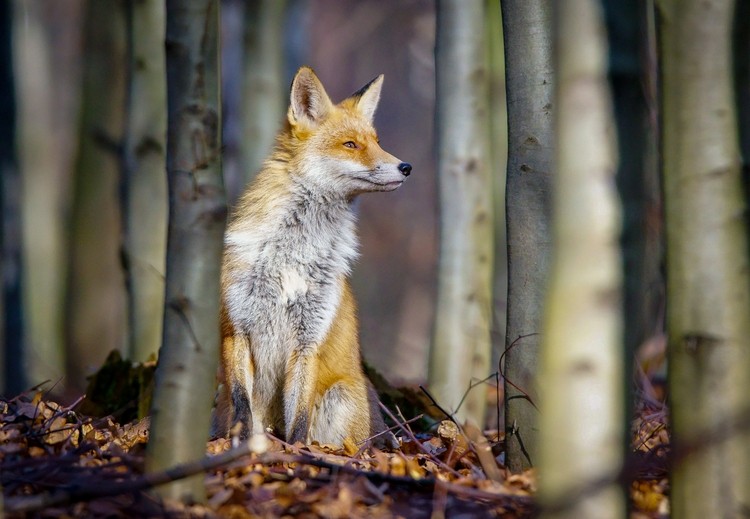 Niezwykłe zdjęcia Grzegorza Matli i pytania o ssaki naszych lasów. Quiz, Grzegorz Matla