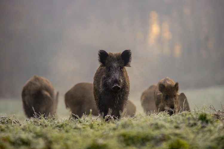 Niezwykłe zdjęcia Grzegorza Matli i pytania o ssaki naszych lasów. Quiz, Grzegorz Matla