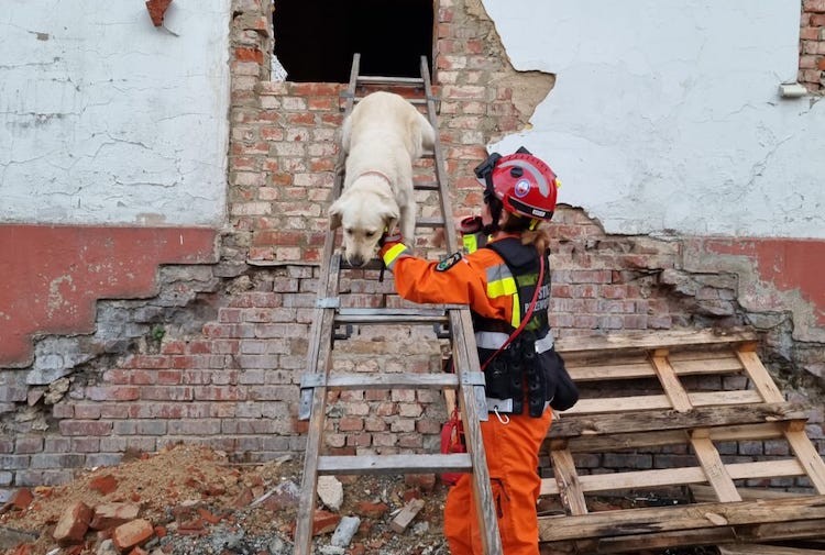 Jastrzębskie psy ratownicze szukały żywych w Chorzowie, FB: Komenda Miejska Państwowej Straży Pożarnej w Jastrzębiu-Zdroju
