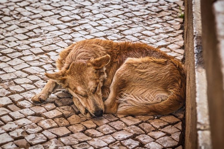 Jak możemy pomóc bezdomnym zwierzętom?, 