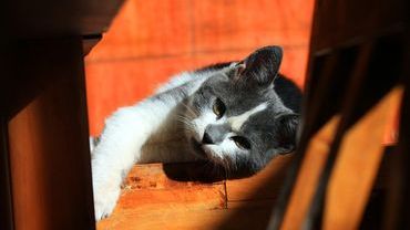 Bezpańskie koty zamieszkają w ocieplanych domkach