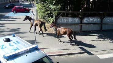 Pędzą konie po betonie na ulicach Jastrzębia. Zwierzęta uciekły z zagrody