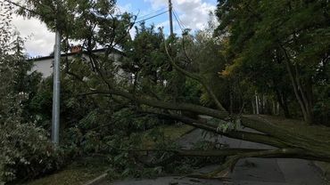 Połamane drzewa i zerwane kable po wczorajszym wietrze