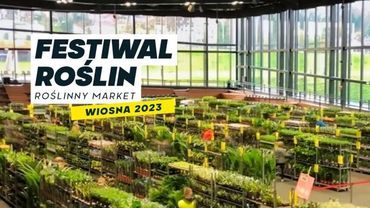 Festiwal Roślin w Jastrzębiu-Zdroju. Wydarzenie już w ten weekend