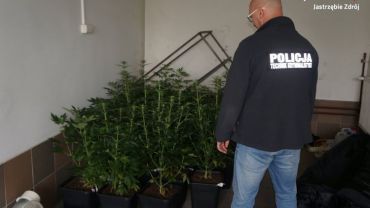 Jastrzębscy policjanci zlikwidowali plantację marihuany