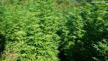 Jastrzębscy policjanci zlikwidowali plantację marihuany w Bziu