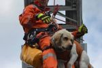 Pies Diego uratował zagubioną 18-latkę, Straż pożarna
