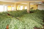 W Bziu zlikwidowano ogromną plantację marihuany. Największe krzewy miały ponad 2 metry, 