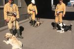 Zofiówka: psy podjęły trop w chodniku. Ratownicy nadal przeszukują wyrobisko, źródło: JSW