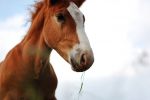 Co przeskrobał koń, że zatrzymała go prewencja?, pixabay