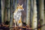 Niezwykłe zdjęcia Grzegorza Matli i pytania o ssaki naszych lasów. Quiz, 