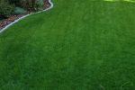 Jak prawidłowo zadbać o trawnik, by wyglądał zjawiskowo?, 