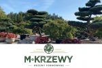M-Krzewy - unikatowe rośliny w Żorach!, Materiał Partnera