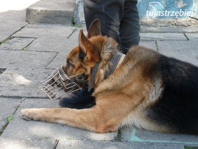 Pies z jastrzębskiej komendy pomagał szukać topielca, Archiwum