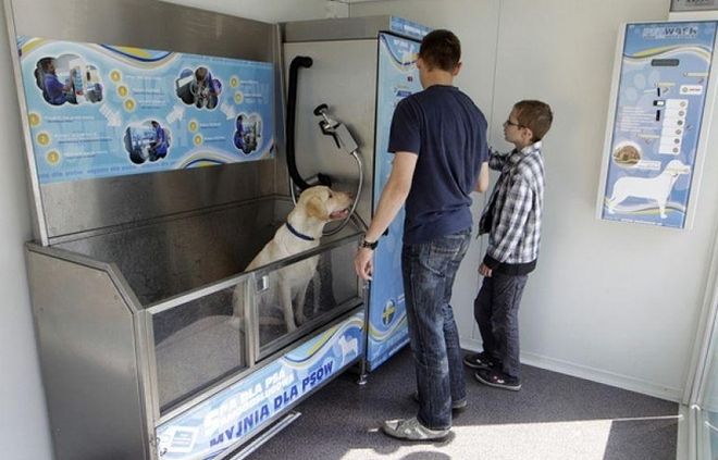 Uruchomiono samoobsługową myjnię dla psów, Dominik Gajda