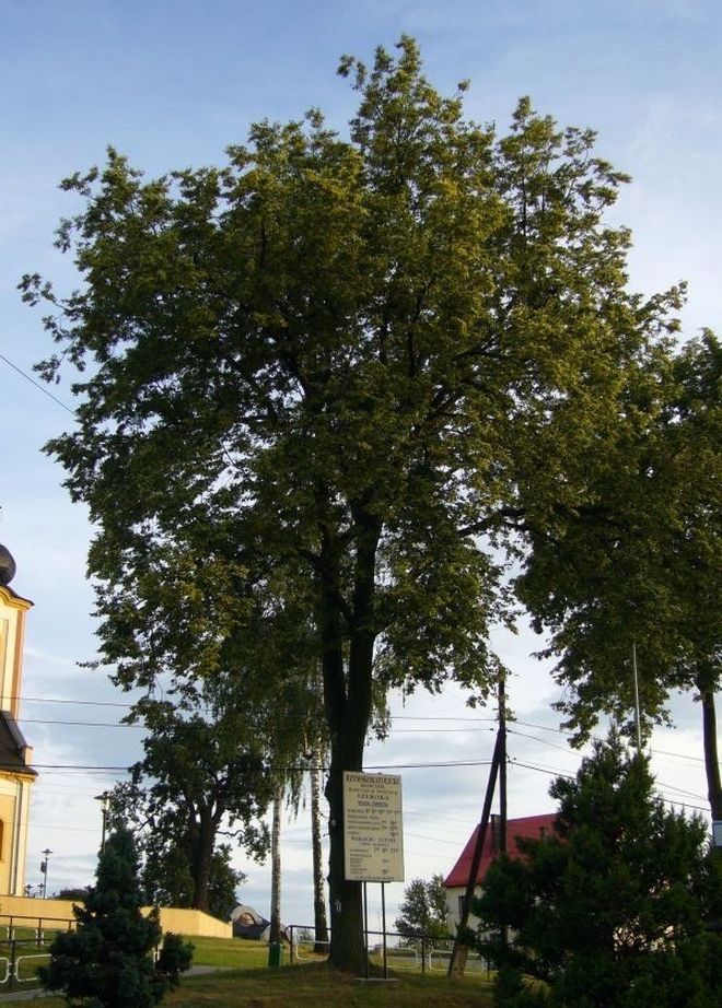 „Drzewo Wolności” z Szerokiej startuje w konkursie, materiały prasowe