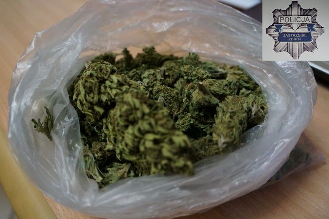 Jastrzębianin w swoim pokoju uprawiał marihuanę, KMP w Jastrzębiu-Zdroju