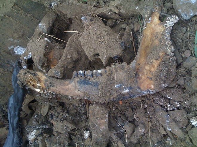 W Grabówce natrafiono na tony m.in. kości wieprzowych i wołowych